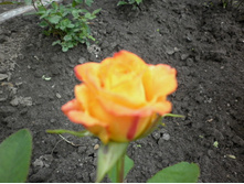 �� ����� ����