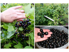 ��������� ������