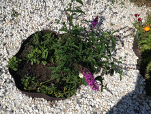 ������ ������