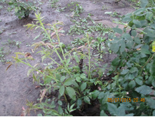 ���������(((