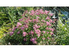 ������ �������