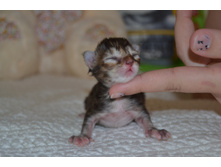 1 ������