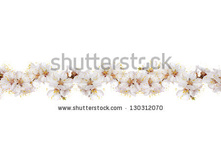 Stock-photo-cherry-blossoms-panorama-130312070.jpg