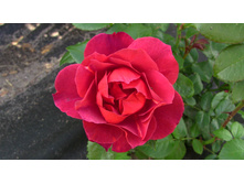 IMG 0291.JPG
