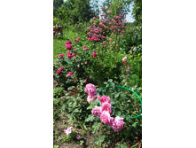 IMG-20150627-WA0010.jpeg