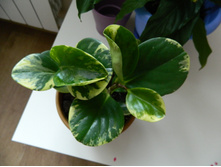 ��������� ����������� ���������