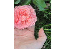 IMG 2924.JPG