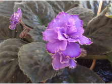 ������� �����