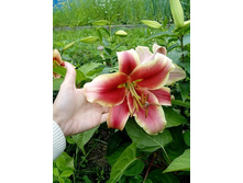 ������� �����.jpg