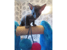 Athelstan Viking Ingalidi