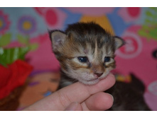 2 ������