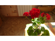 Litttle Lady Cherry(������)