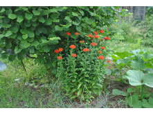 ������ ������������