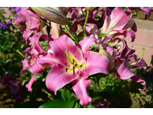 ���� 2015-27 104.JPG