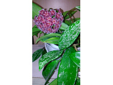 ���� Pubicalyx cv.Silver Pink