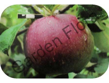 ������ ��������