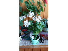 �������� Honeywood Suzanne