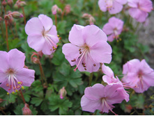 ������ ������� ������� 70