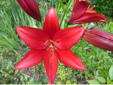 P1040066.JPG �����  ����