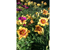 �������� Fooled Me (��������) Hein-Reilly 1990 ���  50 ���