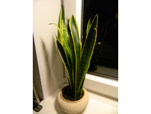 ���������� ������������