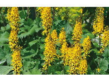 ��������� �������������� �����. 260�