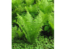 ��������� ������������ 80