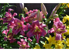 ���� 2015-27 006.JPG