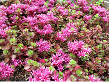 ������ ������.jpg