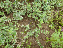 P1040049.JPG ��������� .�������