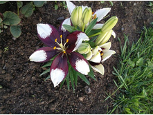 ����� ���� �����