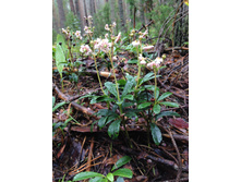 ���������.