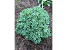 ������ ������ 100