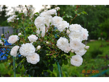 ������� ���������� Sea Foam