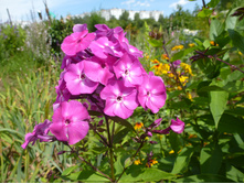 P1040108.JPG����� 40�