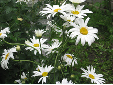 ������� �������