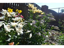 ���� 2015-27 066.JPG