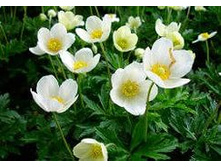 ������� 70