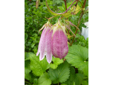 P1040060.JPG ����������� �������� ������� 40�