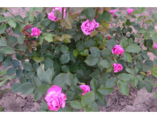 Deutche Welle (Topalovic)