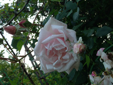 IMG 1755.JPG