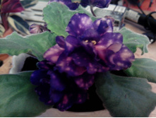 ������ ��������� ����.