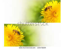 Stock-photo-honey-bee-collecting-nectar-from-dandelion-flower-in-the-summer-time-useful-photo-set-for-design-102478208.jpg