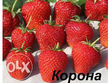 ��������� ������ 50���..jpg