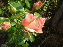 ��������� ���� "�����"