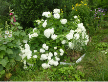 P1040052.JPG ���������