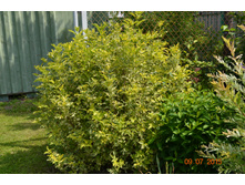 ������ ������ ����.JPG