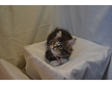 2 ������