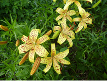 P1040067.JPG ����� ������ � ������.