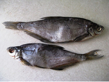 ����� �������.jpg